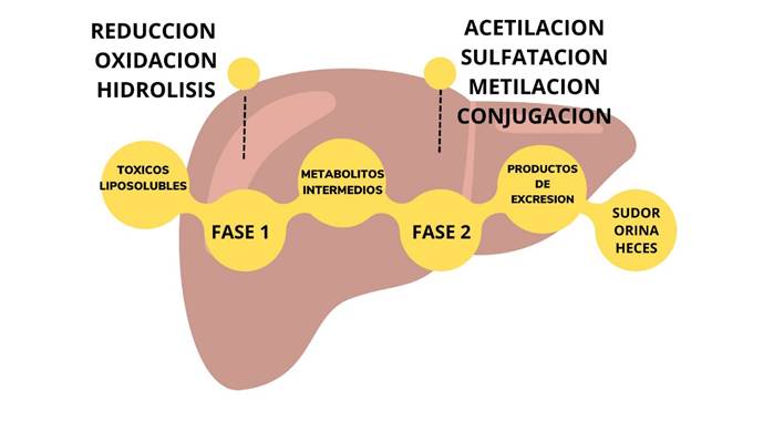 Diagrama

El contenido generado por IA puede ser incorrecto.