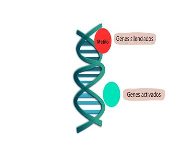 Diagrama

El contenido generado por IA puede ser incorrecto.